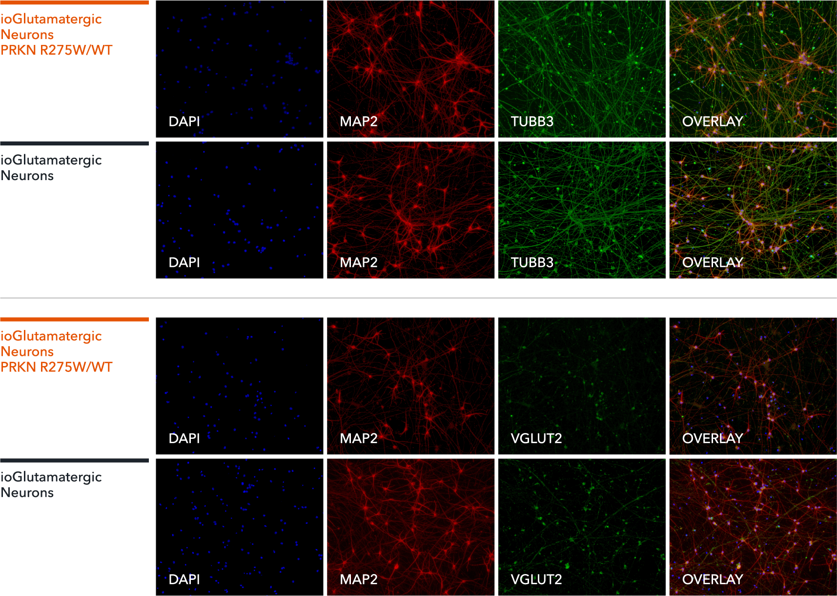 Glutamatergic Neurons PRKN R275W heterozygous | ioCells